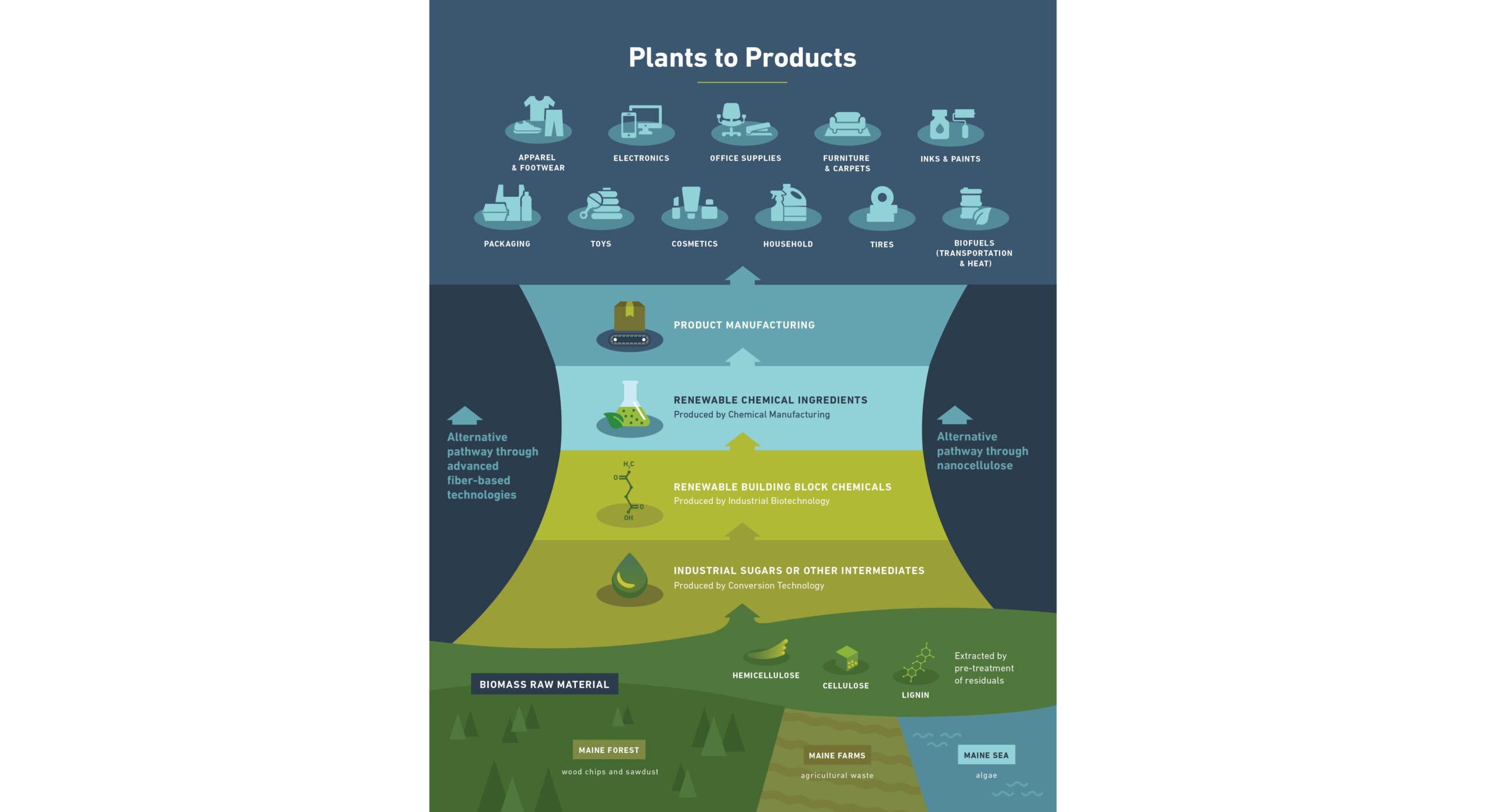 Creating products from plants infographic